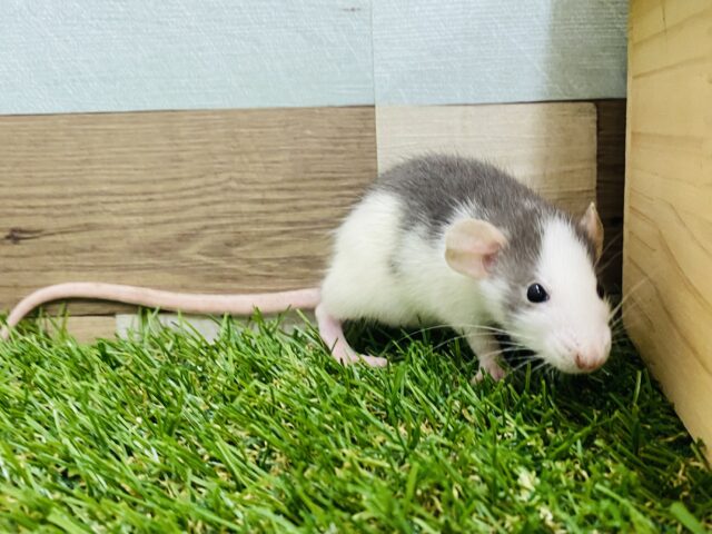 ファンシーラット