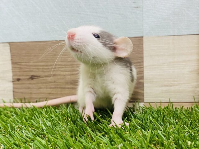 模様の変化も楽しめちゃう‼️モフモフちゃんのファンシーラット🌟