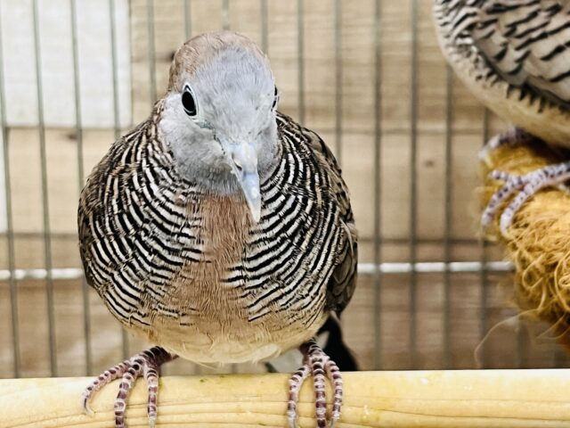 チョウショウバト