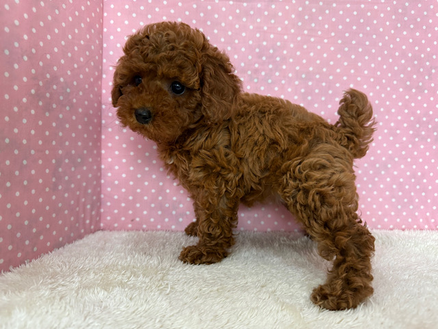 トイプードル
