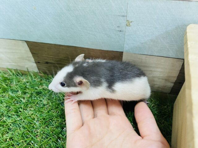 ファンシーラット