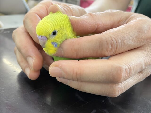 セキセイインコ