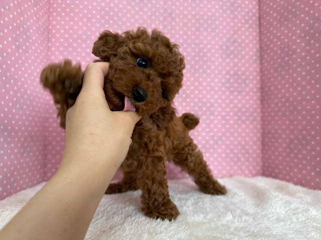 トイプードル