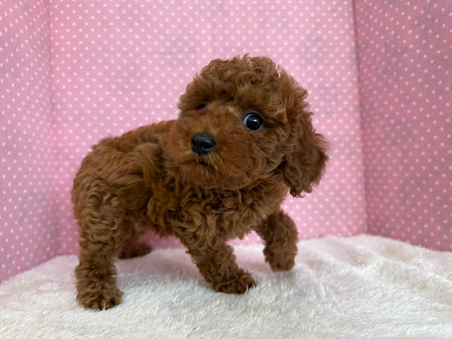 トイプードル
