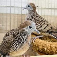渋かわ♡チョウショウ鳩ペア☆