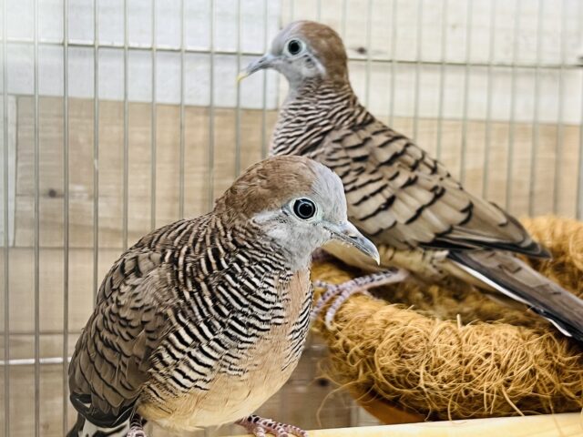 渋かわ♡チョウショウ鳩ペア入舎しました！