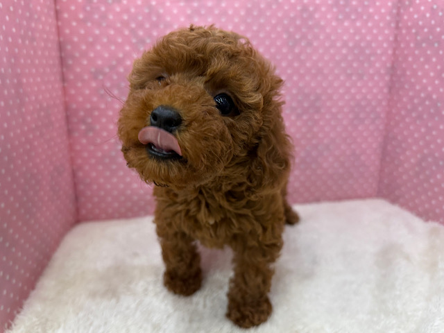 トイプードル