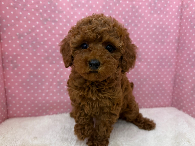 トイプードル