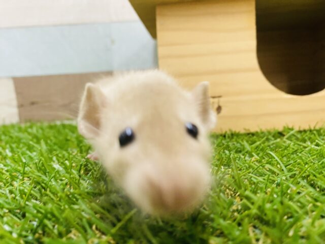 ファンシーラット