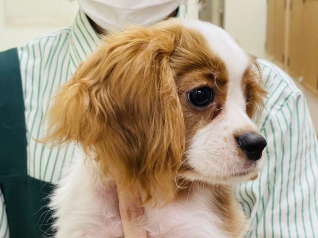 キャバリア・キングチャールズ・スパニエル