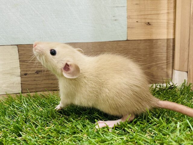 ファンシーラット