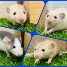 🐭🧀えっほえっほ！ラット祭り開催中って伝えなきゃ‼️