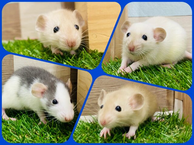 🐭🧀えっほえっほ！ラット祭り開催中って伝えなきゃ‼️