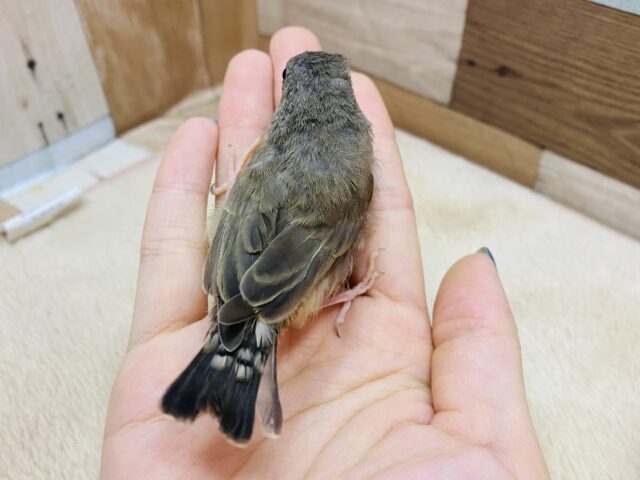 錦花鳥（キンカチョウ）