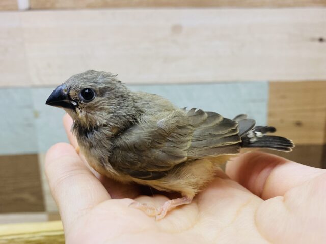 錦花鳥（キンカチョウ）