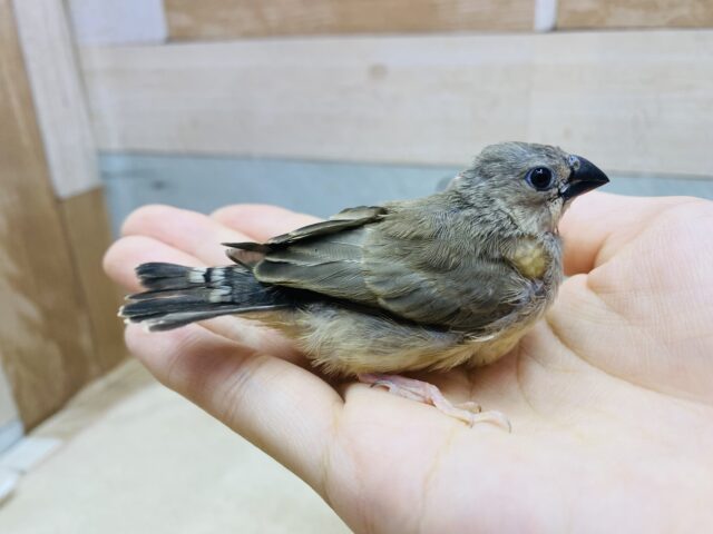 錦花鳥（キンカチョウ）