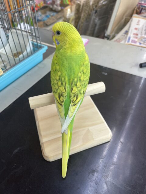セキセイインコ