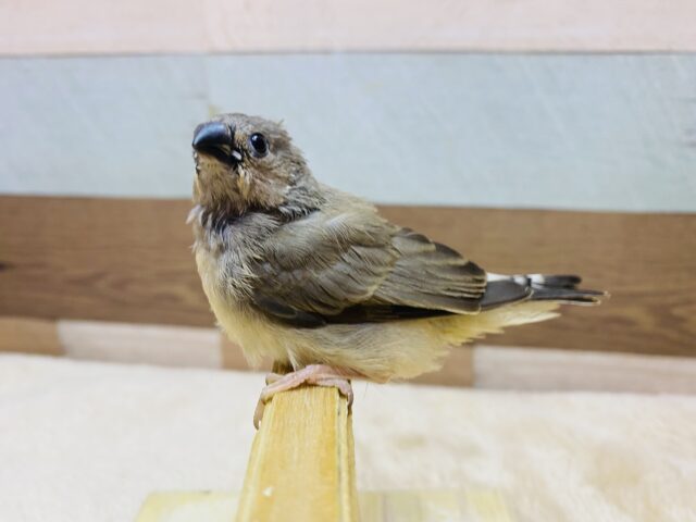 錦花鳥（キンカチョウ）