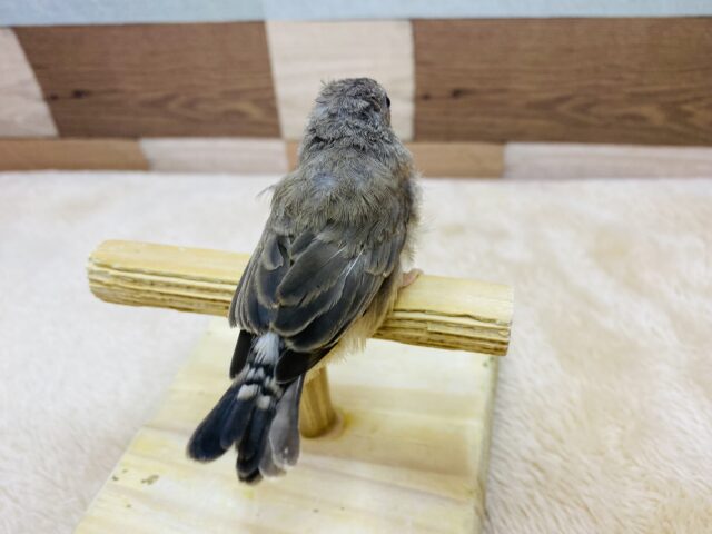 錦花鳥（キンカチョウ）