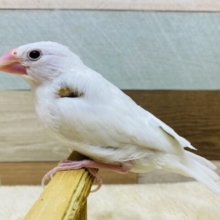最新画像有ります‼️真っ白ビューティフルな美白さん✨白文鳥❣️