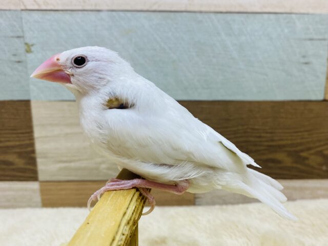 最新画像有ります‼️真っ白ビューティフルな美白さん✨白文鳥❣️