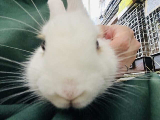 楽しく遊ぼ🎶うさコロフェアー！