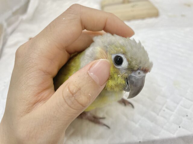 ホオミドリウロコインコ