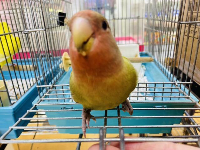 コザクラインコ（小桜インコ）