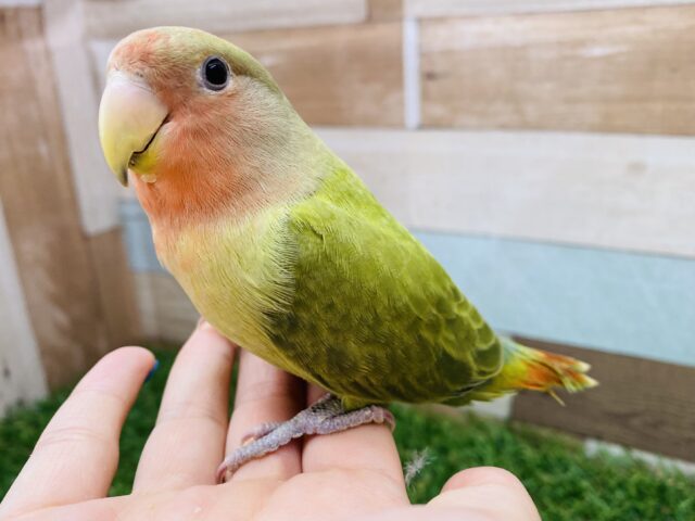 遊ぶの大好き❤️じゅわっと果実カラー🍎✨小桜インコのオパーリン！