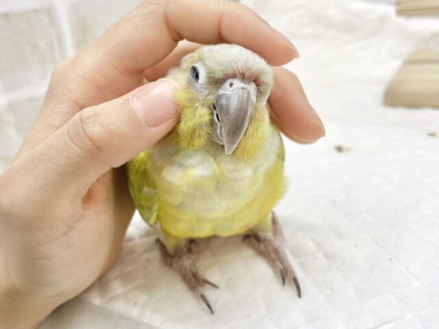 ホオミドリウロコインコ