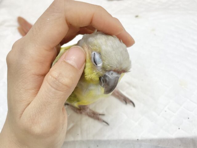 ホオミドリウロコインコ