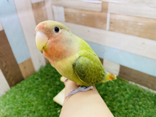 コザクラインコ（小桜インコ）