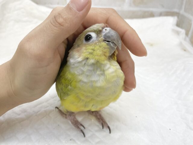 ホオミドリウロコインコ