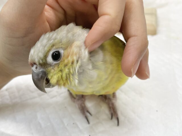 ホオミドリウロコインコ