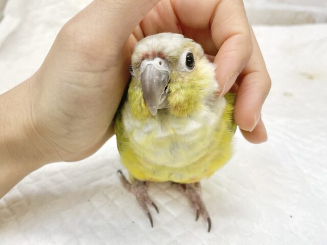 ホオミドリウロコインコ