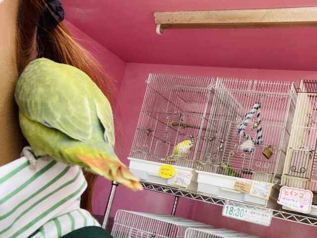 遊ぶの大好き❤️じゅわっと果実カラー🍎✨小桜インコのオパーリン! コザクラインコ(小桜インコ)
