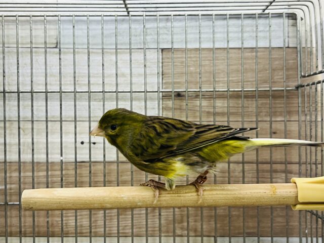 ローラーカナリア