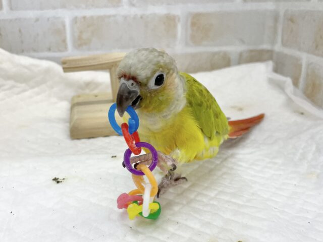 ホオミドリウロコインコ