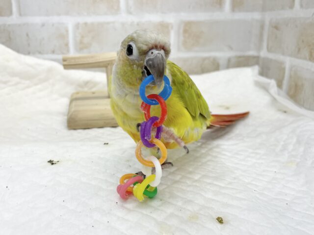 ホオミドリウロコインコ