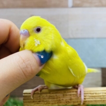 最新画像有ります🌟ピカピカイエロー✨💛元気ハツラツ❗️セキセイインコのルチノー