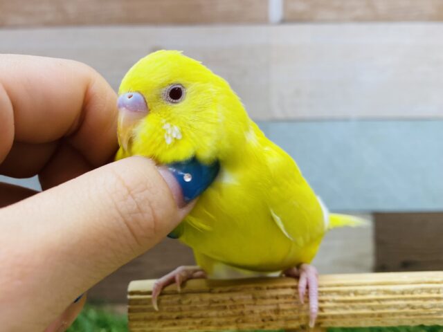 最新画像有ります🌟ピカピカイエロー✨💛元気ハツラツ❗️セキセイインコのルチノー