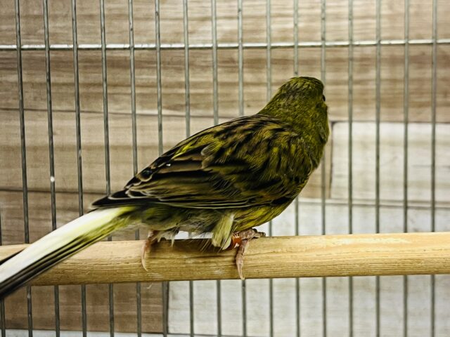 ローラーカナリア