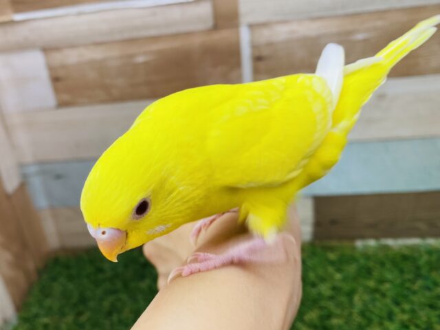 セキセイインコ