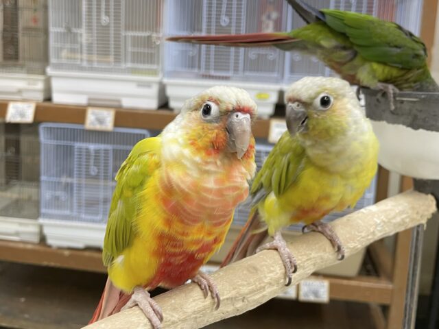 ホオミドリウロコインコ