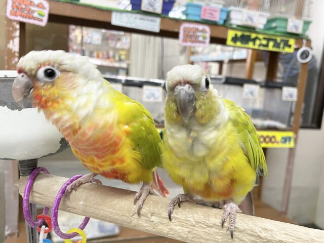 ホオミドリウロコインコ