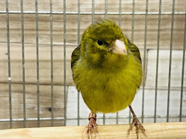 ローラーカナリア