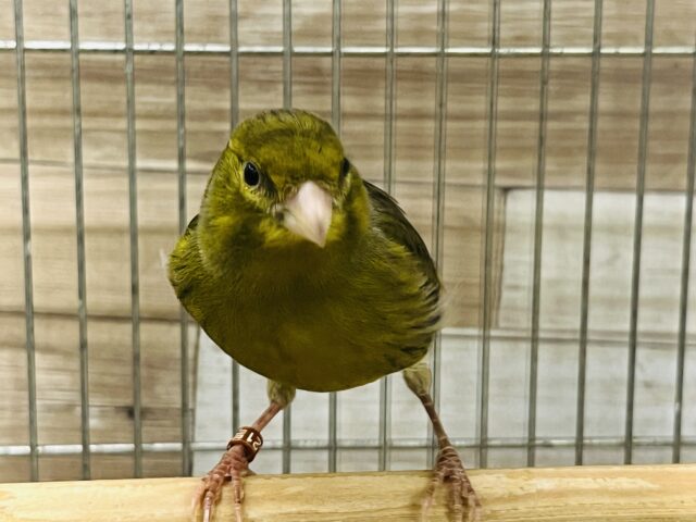 ローラーカナリア