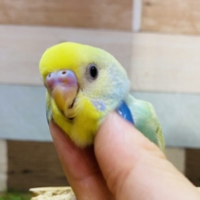 最新画像有ります❗️今回もやってきましたよ〜✨エメラルドグリーンの美鳥さん💎セキセイインコのパステルカラーレインボー！
