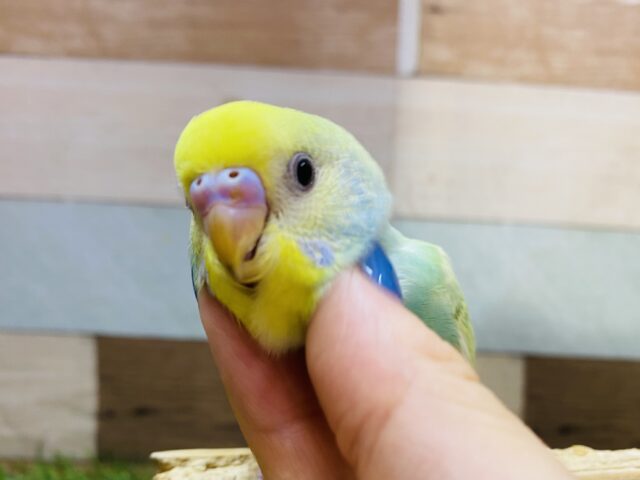 最新画像有ります❗️今回もやってきましたよ〜✨エメラルドグリーンの美鳥さん💎セキセイインコのパステルカラーレインボー！