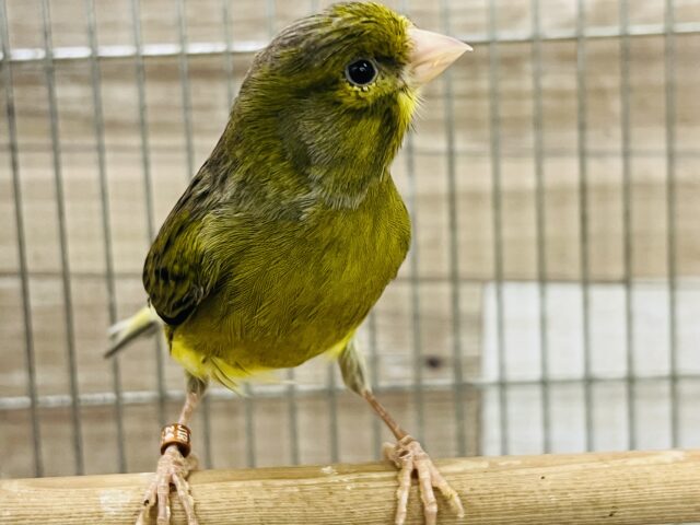 ローラーカナリア